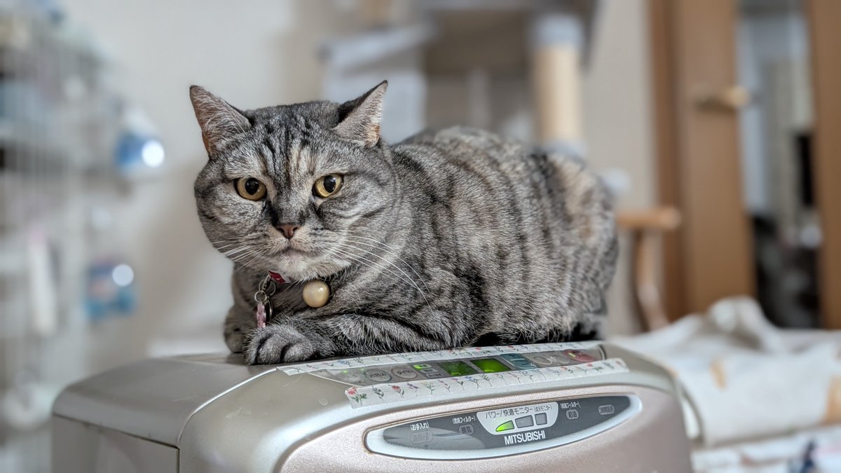 ねこさん⚡(ΦωΦ) (@catnap707) / Posts / X