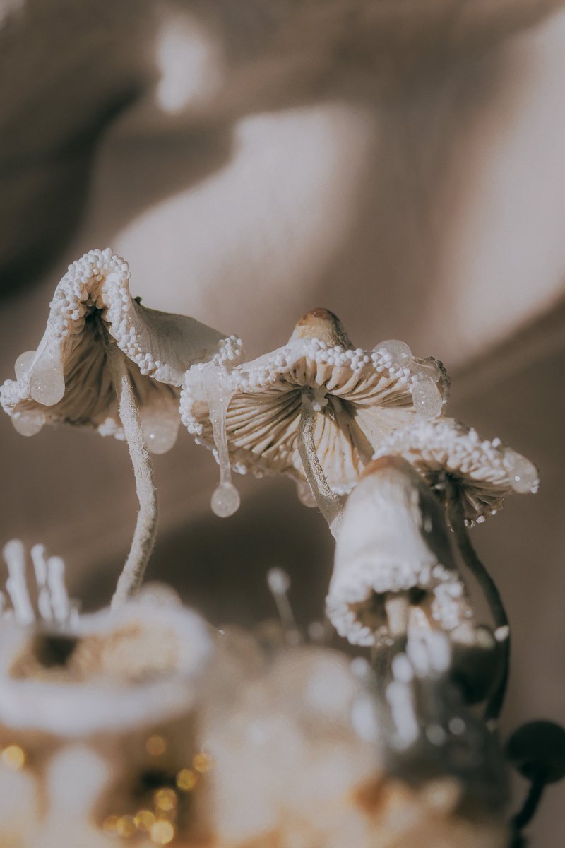 まるむし (@marumushi_a) / Posts / X