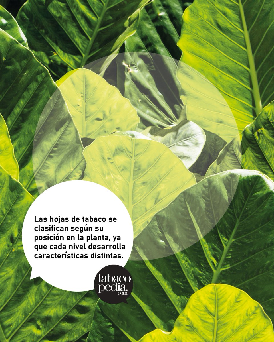 tabacopedia's tweet photo. ¿Te gustaría saber más sobre esto? En nuestra web https://t.co/WVSwS85sqw encuentras todo lo que necesitas! https://t.co/0GacU59XG9