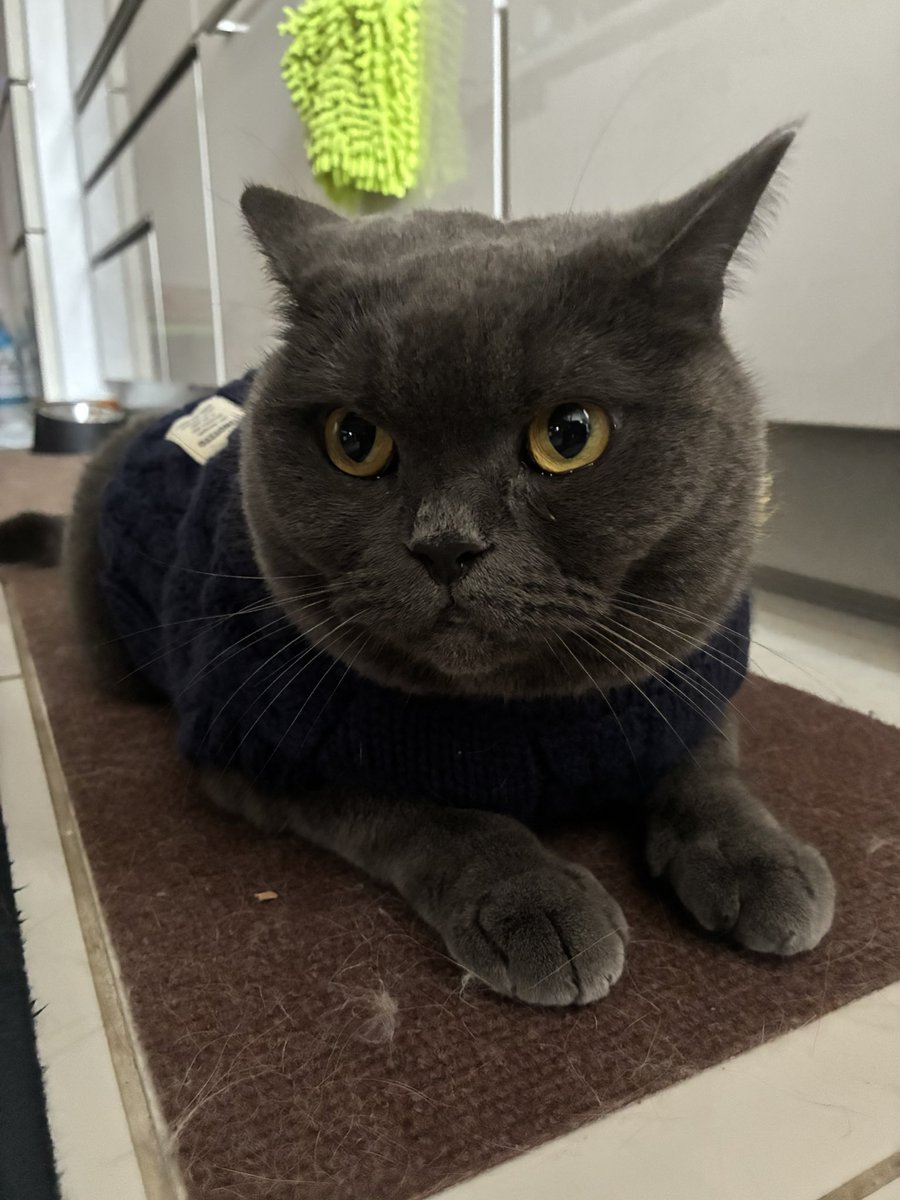 Alphonse_Lodis's tweet photo. @soratobuduck うんうん！それがいいよ🫡ほどほどにね
癒しになるかわからないけど、ウチの癒し部隊を送ります🙇🐶😼 https://t.co/4LxbZmLyBb
