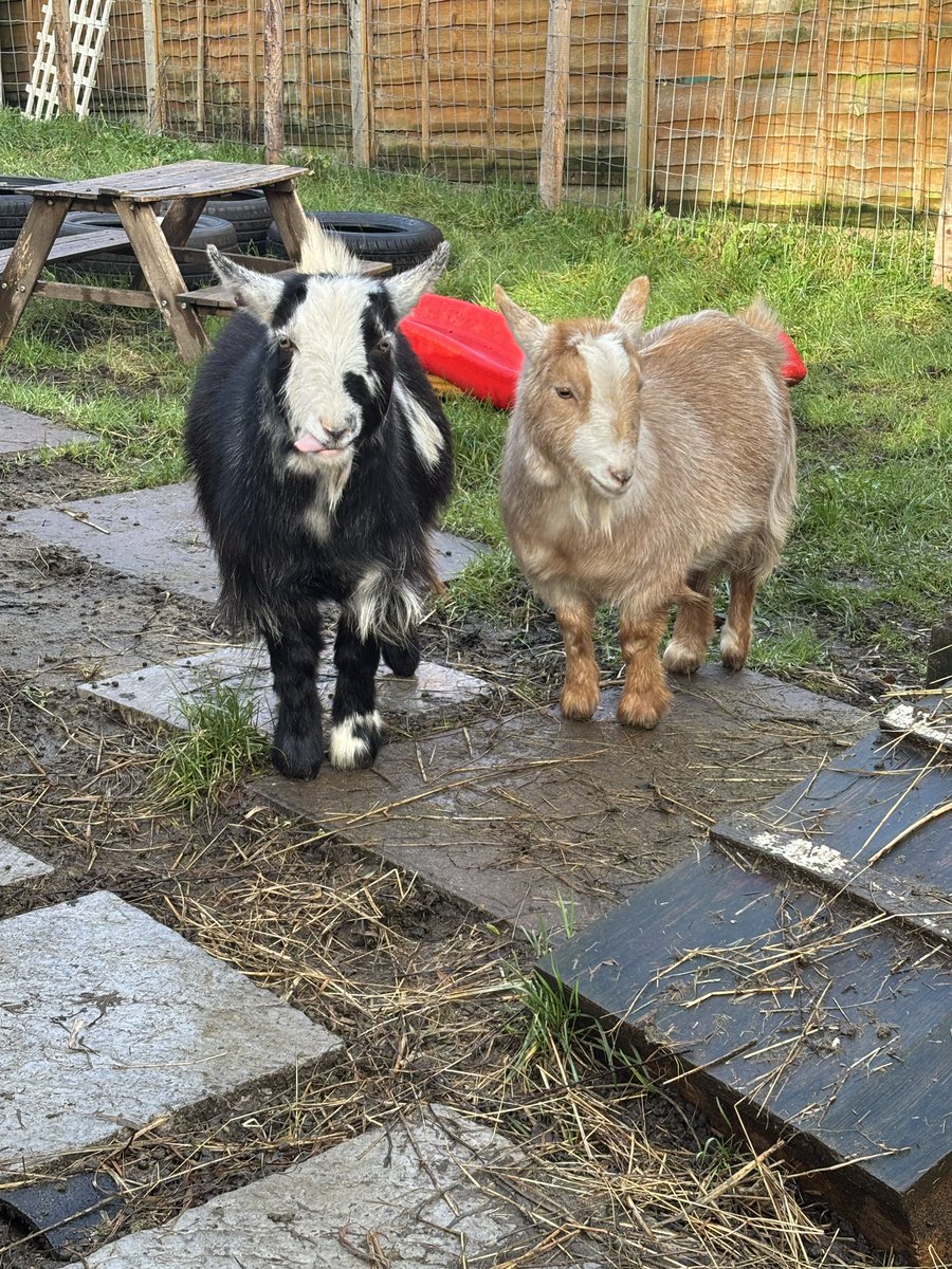 TheGardenHerd's tweet photo. Luna and Gezza 25/1/26
#pygmygoats #garden #herd #goats #farmlife #luna #gezza #pictures #goatpics https://t.co/fY5yAJvp85