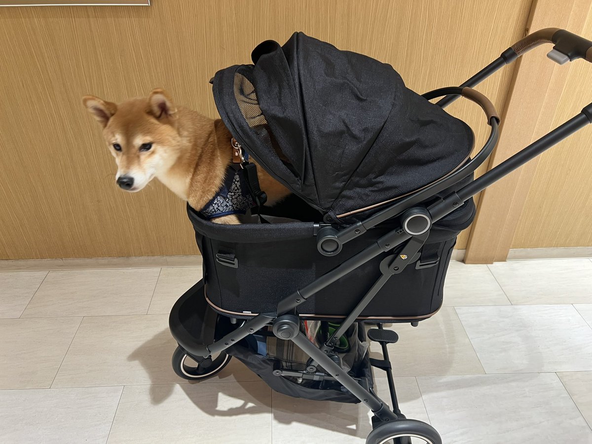 かっこいいの買えた💞
これでまたお出かけの幅が広がった！

小さそうに見えるけどちゃんと広くて便利♡