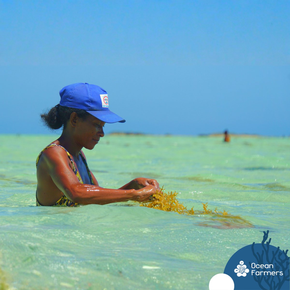 OceanFarmers's tweet photo. 📊 Quelques chiffres clés 2025
• 1 512 tonnes d’algues sèches produites (Cottonii &amp; Spinosum)
• Les femmes représentent 48 % des algoculteurs 
• Elles contribuent à 45 % de la production totale contre 43 % en 2024

#ODD5 #LeadershipFéminin #SeaweedRevolution #ODD14 https://t.co/le4Ux1k8hI