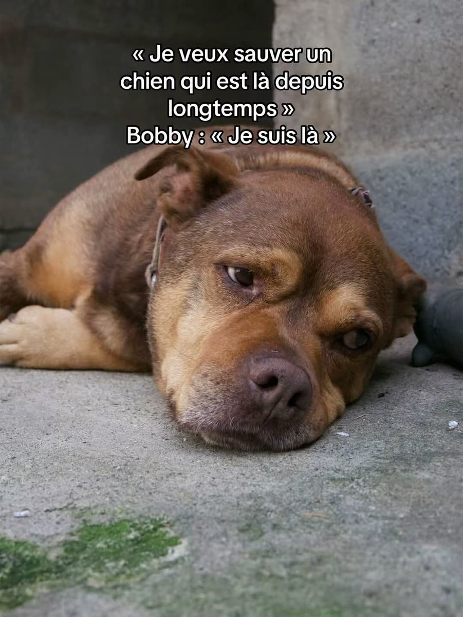 SOS Adoption ⚠️⚠️ Le magnifique Bobby qui va bientôt avoir 10 ans cumule 7 ANS de refuge 💔😥 Comment est ce possible ? Pourquoi tant d'indifférence ? Il n'en peut plus de vivre sans l'amour d'une famille 💔 Refuge des Bérauds (Drôme)😥facebook.com/share/r/1DQF1U…
