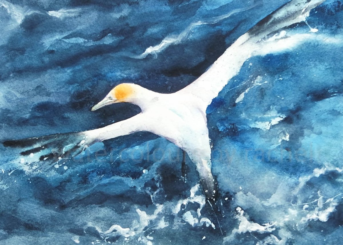 Flying over .....

Happy Monday x

#Gannet #watercolour #seabirds #wings #wildlife