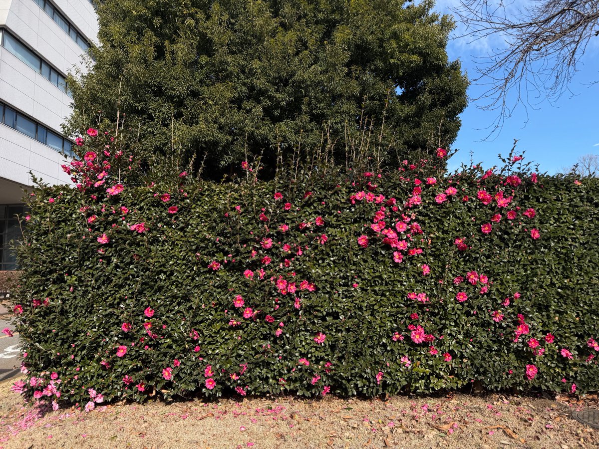 jichi_eccm's tweet photo. 第2回 令和7年度 自治医科大学｢栃木県災害医学寄附講座｣シンポジウムが、1月29日(木)に開催されます。災害は様々ですし、医療ばかりでなく食生活など生活全般に対応してこそ健康がまもられます。救命救急センター/救急医学講座と災害医学講座は、幅広く防災・復興に貢献することを目指しております。 https://t.co/uJsfJjc1wd