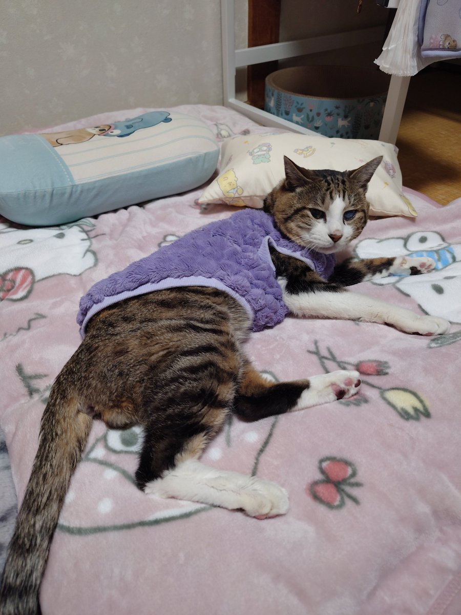 西松屋で子ども用のお昼寝布団と毛布買って帰ってきたから使うかなと思ったら、お気に入りになってくれた✨️
模様替えして良かった〜

尚、私のパソコンデスクは窓際に追いやられました😭
いわゆる窓際族というヤツですね