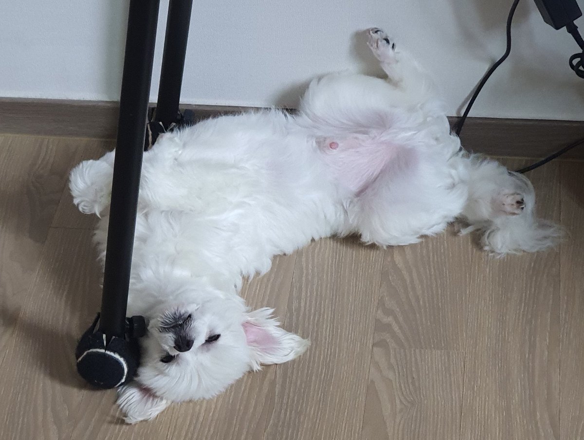 chichi_bb's tweet photo. 취준하다가 워홀>해외취업으로 돌린 일상계입니당🪽
가끔 책읽고, 컴활 공부도 해야되고, 
근데 먹기만 하는 알상도 괜찮다면 함께해요!🎂🍔

#2n #백수 #알바몬
#취준계 #해외취업 
#워홀 준비중
#독서계 가끔 읽어요..!?
#공부계 아주 가끔 합니다
#일상계트친소
#블루레이디 
#똥강아쥐 https://t.co/knSLBBUm0J