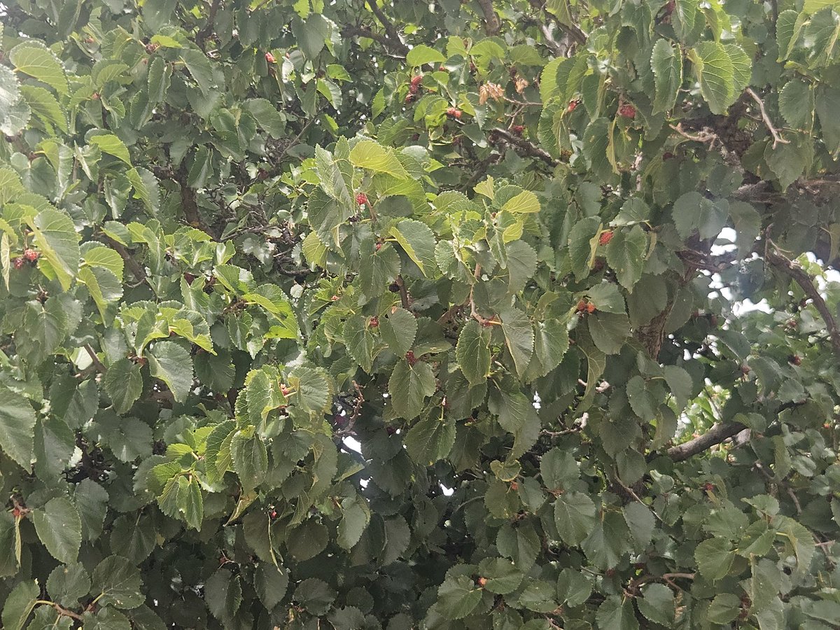 Geoff Cosgrove 🎗🇦🇺 tweet media