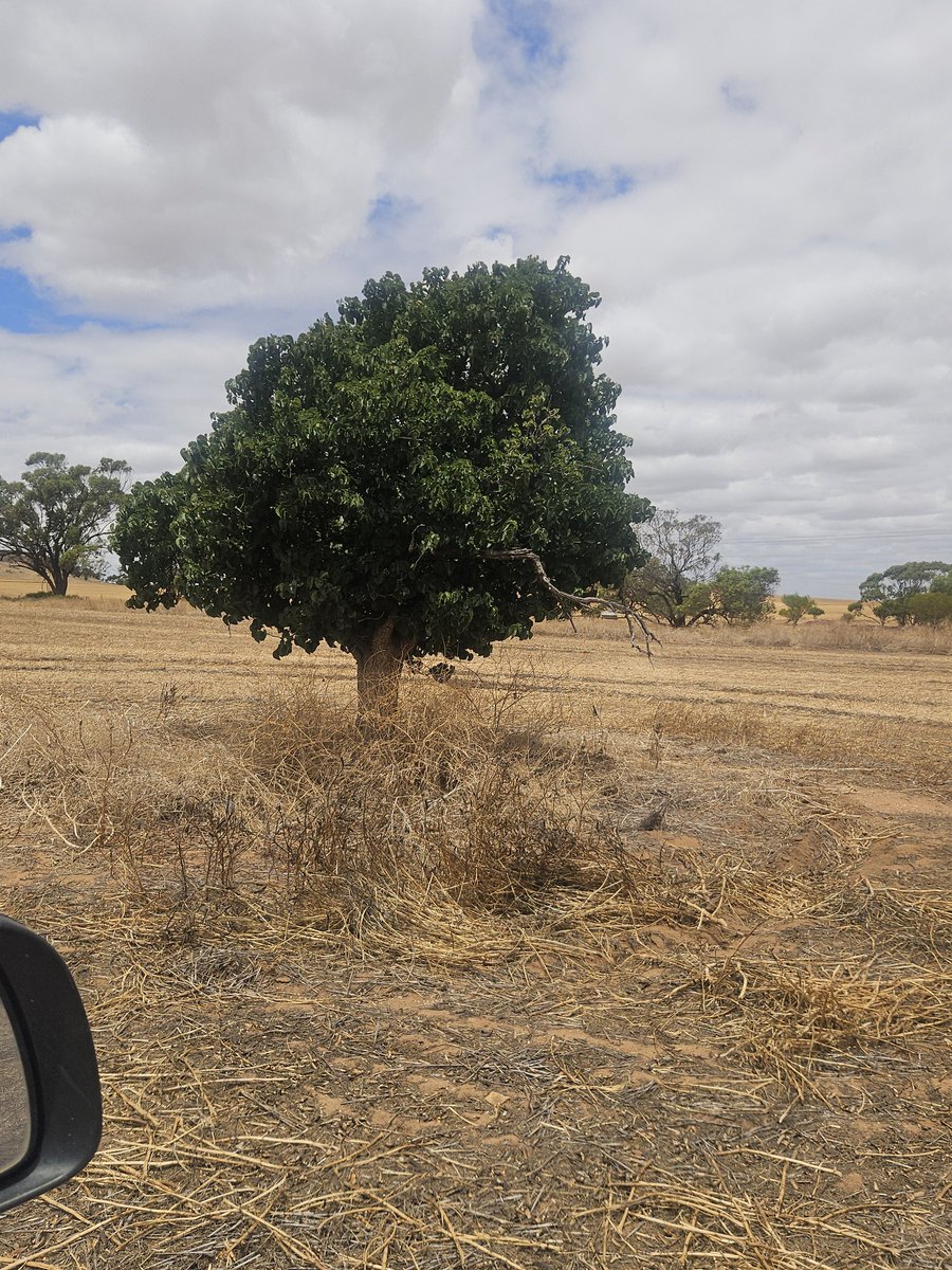 Geoff Cosgrove 🎗🇦🇺 tweet media