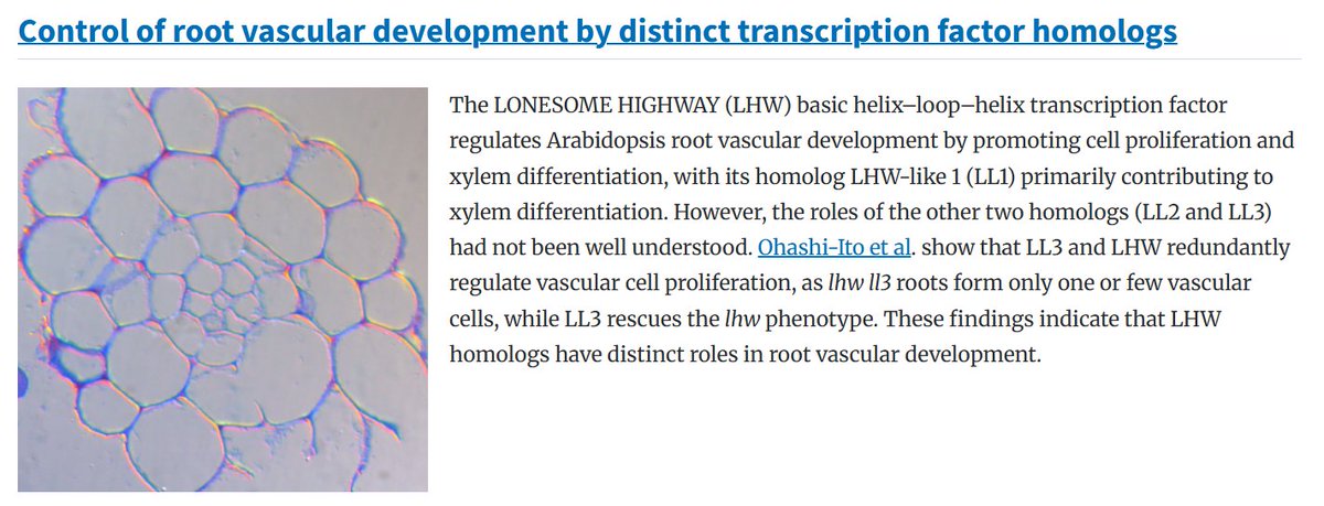 PCP_EIC's tweet photo. 📗PCP latest Research Highlight 3/3💐
🌟Open Access!
"Control of root vascular development by distinct transcription factor homologs"
🌟Read Article by Kyoko Ohashi-Ito et al. on: https://t.co/sj5LWA2SCC
@JSPP_news #VascularDevelopment #Plantsci https://t.co/OmnY58sOUY