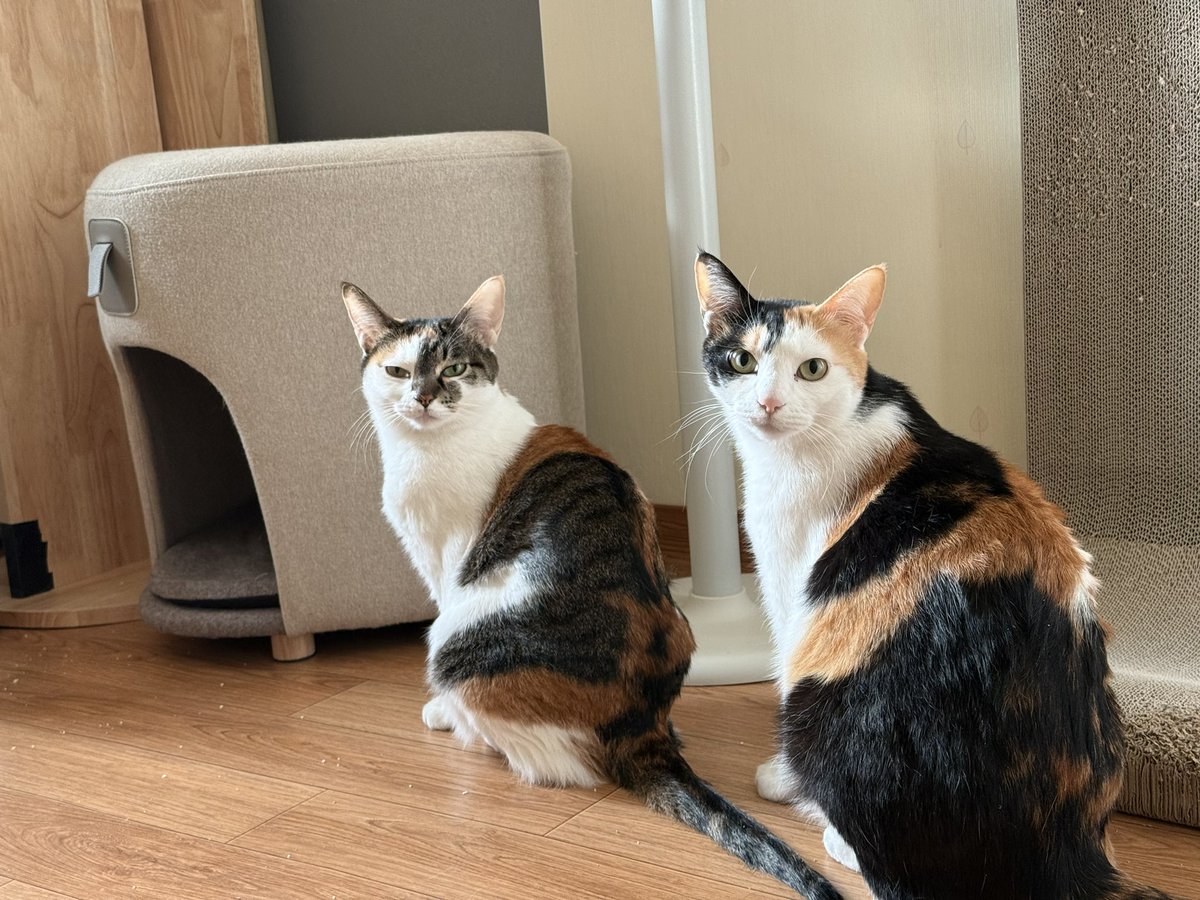 torantommyhopeb's tweet image. 귀요미 꼬마들