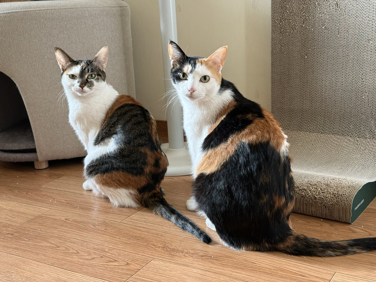 torantommyhopeb's tweet image. 귀요미 꼬마들