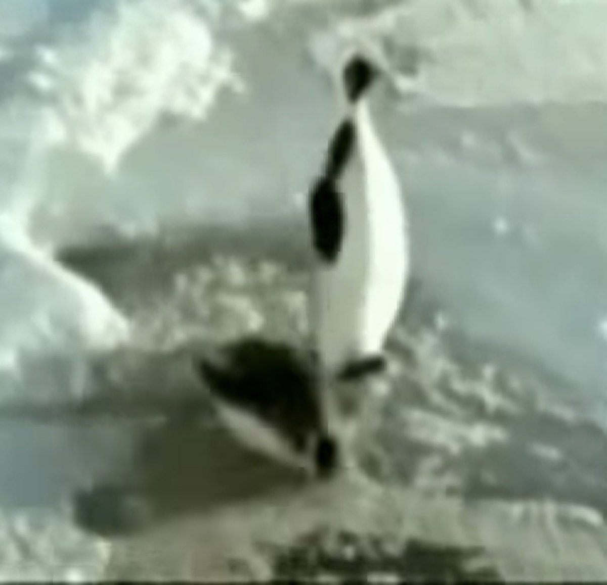 He trusted the wrong one. Turned his back. Got slapped. 🐧
#PenguinSlap #SLAP #MemeCoin