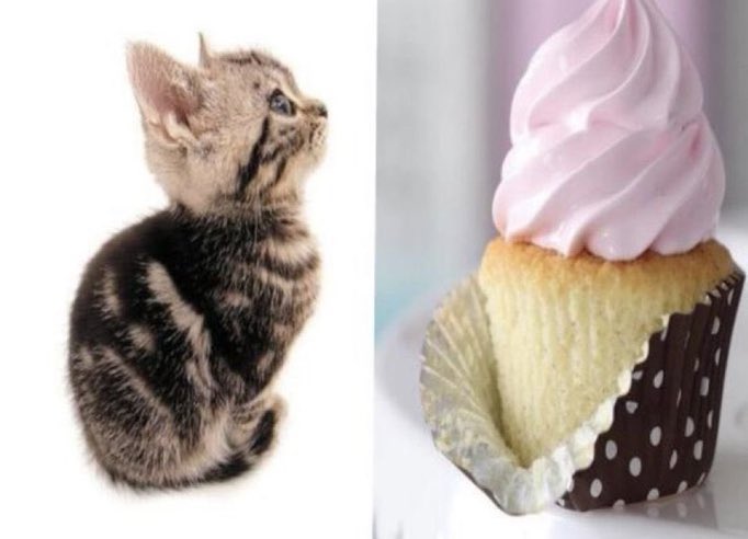 ditzdotcom's tweet image. 