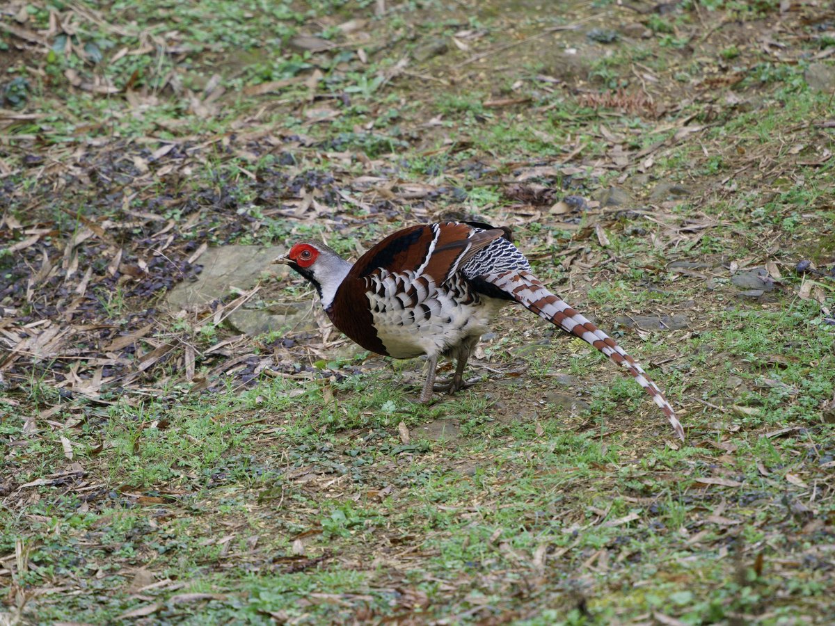 Edward Paxton 🇬🇧🏴🏴 tweet media