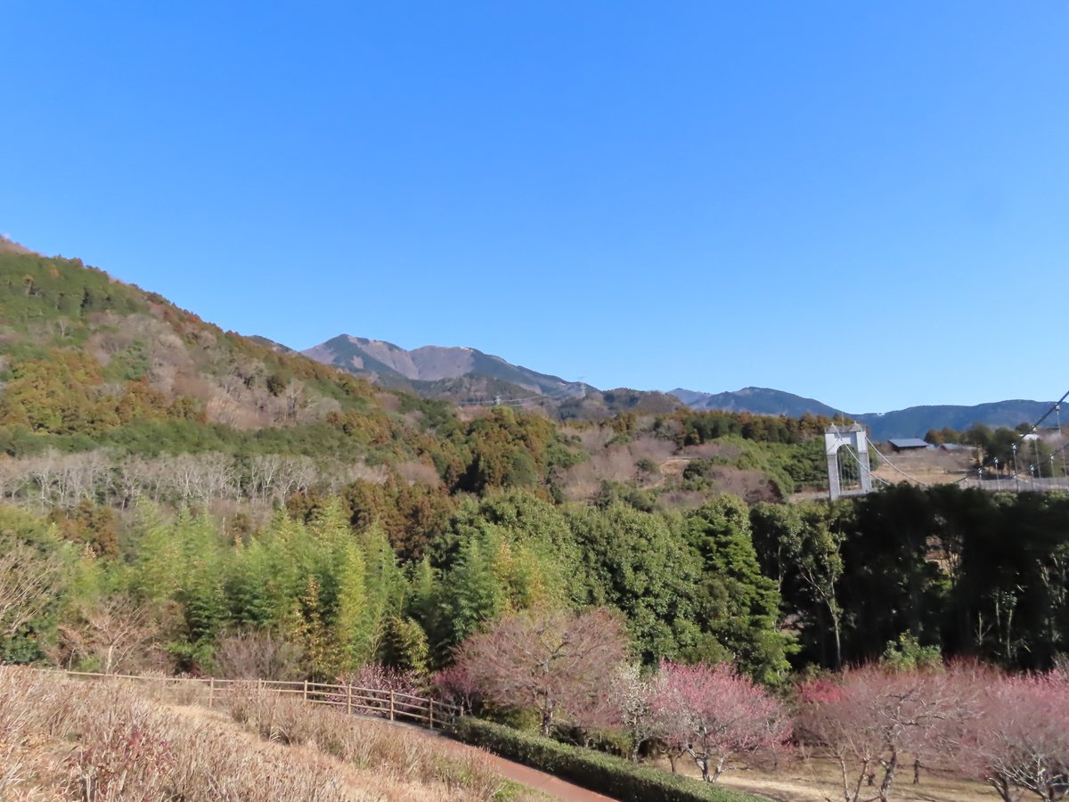 HadanoVC's tweet image. 8時40分の気温4.5度　晴れ
午前中は青空でしたが、午後になると薄雲が広がってきました。
秦野戸川公園内の水無川は流れがほとんどありませんが、沢の橋の両側に水が溜まっており、その中でエサを探す #アオサギ や、そこから飛び立った #ダイサギ を観察できました。