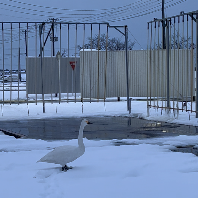 suibarads's tweet photo. 白鳥が舞い降りる自動車学校は当校だけ？
朝イチの癒され案件。白鳥がくつろいでいる教習コースは全国でココだけ？ｗ最後はアイコンタクトしてくれて、大空へ！
白鳥がいる田んぼは良いお米と噂があり。良い教習所だよ！と言ってくれてるのかな？※日中はいません！
#合宿免許 #免許合宿 #白鳥 # 癒し https://t.co/mteLCnADDo