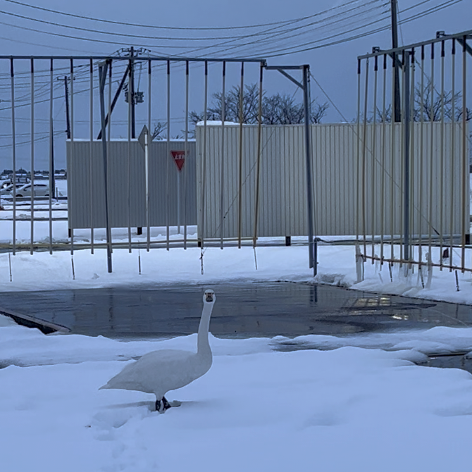 suibarads's tweet photo. 白鳥が舞い降りる自動車学校は当校だけ？
朝イチの癒され案件。白鳥がくつろいでいる教習コースは全国でココだけ？ｗ最後はアイコンタクトしてくれて、大空へ！
白鳥がいる田んぼは良いお米と噂があり。良い教習所だよ！と言ってくれてるのかな？※日中はいません！
#合宿免許 #免許合宿 #白鳥 # 癒し https://t.co/mteLCnADDo
