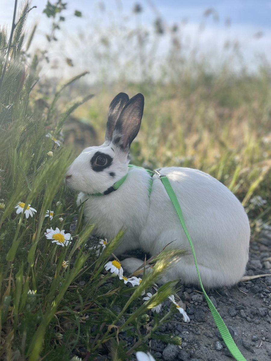 marsejderi's tweet photo. Dünyanın en güzel kızı,
Hem hırsız hem kalp hırsızı… 😋🤍
#Yula 🐰 https://t.co/399KOZz6Um