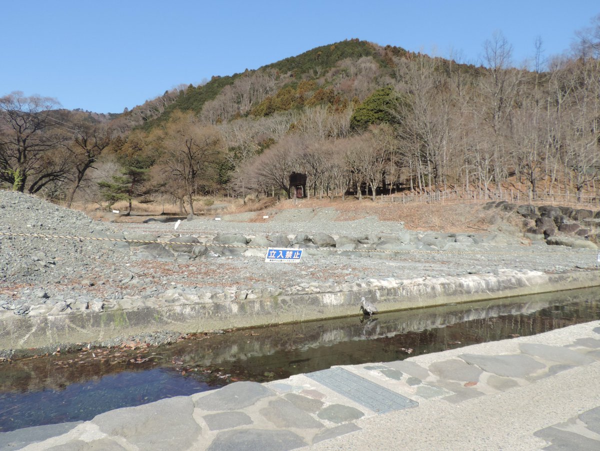 HadanoVC's tweet image. 8時40分の気温4.5度　晴れ
午前中は青空でしたが、午後になると薄雲が広がってきました。
秦野戸川公園内の水無川は流れがほとんどありませんが、沢の橋の両側に水が溜まっており、その中でエサを探す #アオサギ や、そこから飛び立った #ダイサギ を観察できました。