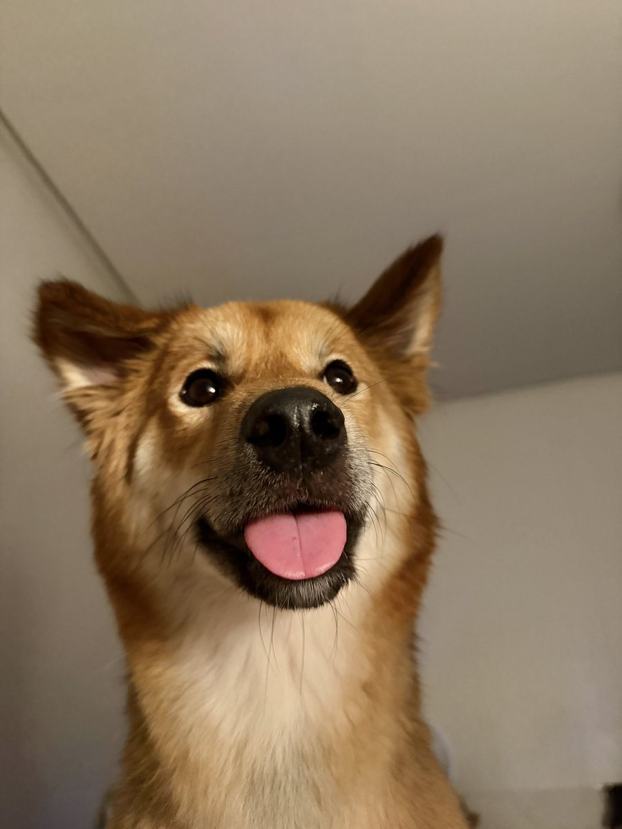 강아지도 어렸을때 귀여웠다가 청소년기때 아무렇게나 되잇다가 어른되면 다시 어느정도 예뻐지는게 웃기다.....