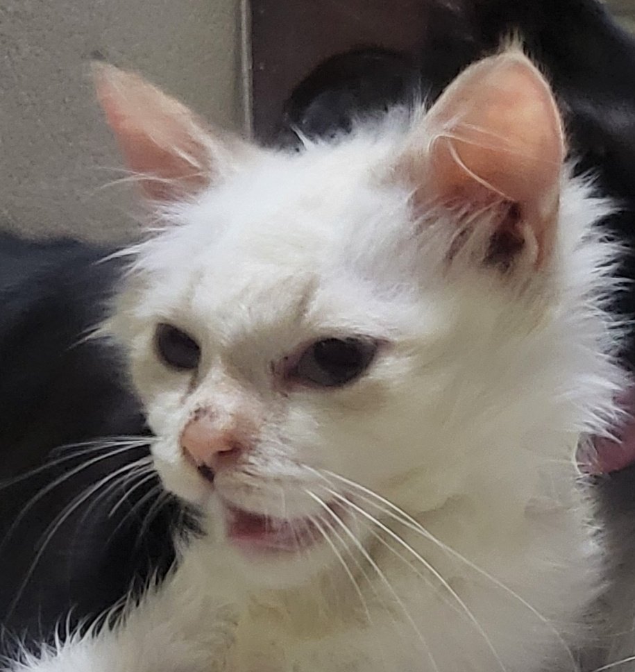 Hebat ya orang orang 😄

Kl mbabu bakal viral juga ga ya? 

Ntar kl wisuda mau fotbar 15 anabul reog + toga slytherin + lulus S2 umur 22 hahaha