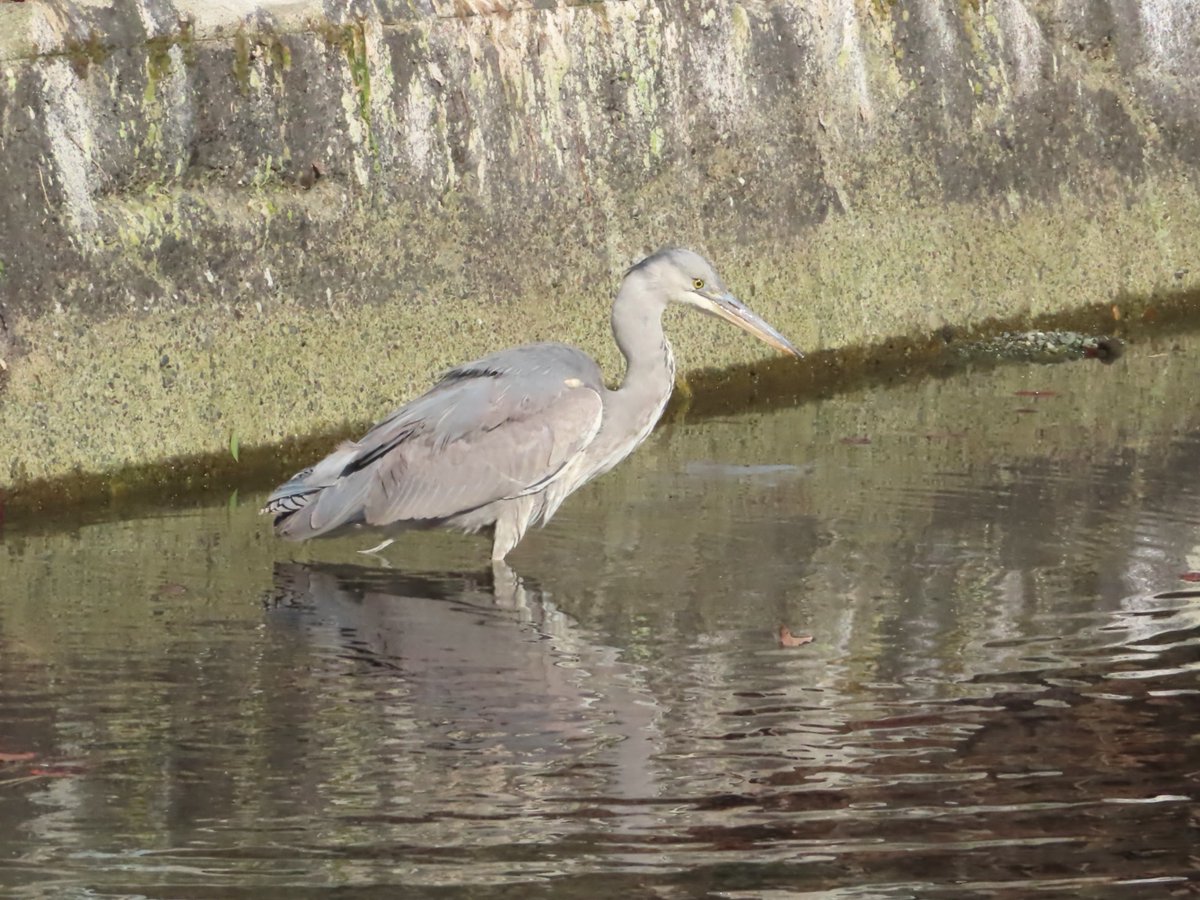 HadanoVC's tweet image. 8時40分の気温4.5度　晴れ
午前中は青空でしたが、午後になると薄雲が広がってきました。
秦野戸川公園内の水無川は流れがほとんどありませんが、沢の橋の両側に水が溜まっており、その中でエサを探す #アオサギ や、そこから飛び立った #ダイサギ を観察できました。