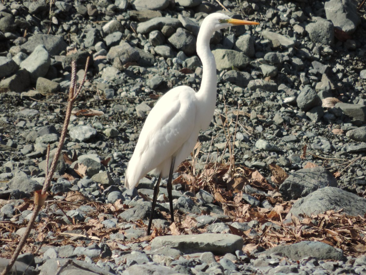 HadanoVC's tweet image. 8時40分の気温4.5度　晴れ
午前中は青空でしたが、午後になると薄雲が広がってきました。
秦野戸川公園内の水無川は流れがほとんどありませんが、沢の橋の両側に水が溜まっており、その中でエサを探す #アオサギ や、そこから飛び立った #ダイサギ を観察できました。