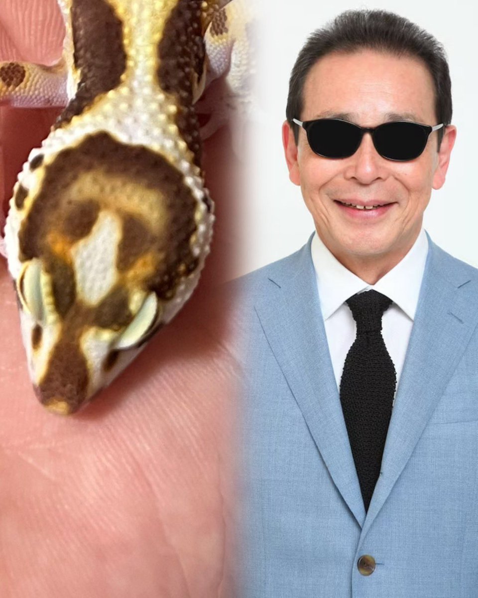 peropard's tweet image. やっぱりタモさんにしか見えなくなったのでタモちゃんに改名w