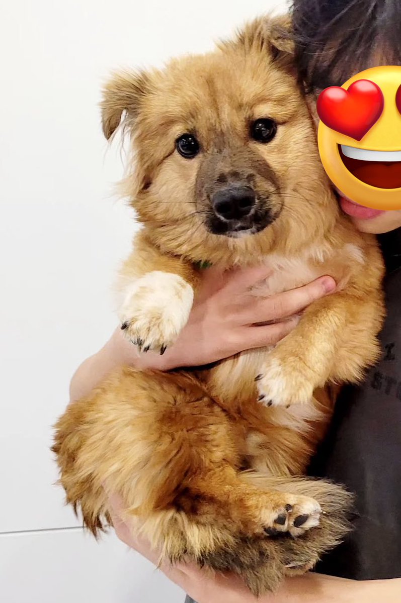 danbeebb's tweet image. 너므 기여워서 애정 갖고 지켜보는 임보 강아지 중에 곰자랑 똑가티 생긴 아이가 있어요 ..

이름 스무디 ! 
아직 아기 왕자님임

입양 관심 있으신 분들 스무디 임보 계정 보고 가줘요 

instagram.com/animal_rescue_…
