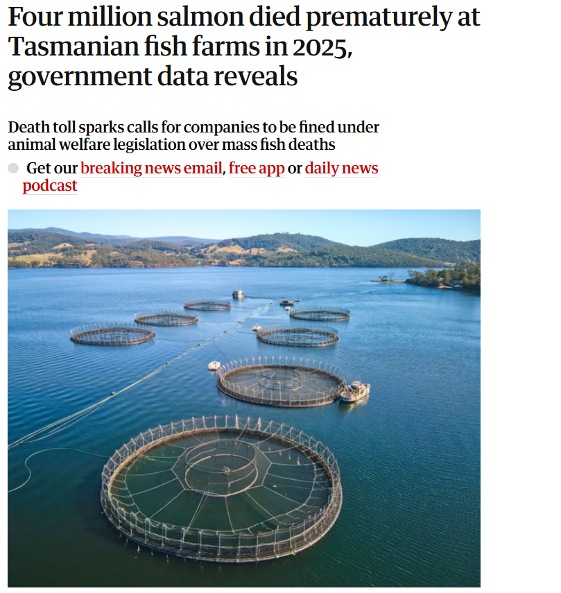 4 Million Farmed salmon died and 68,000 tonnes of gutted salmon were sold to the public in 2025.
Pig antibiotics were pumped into the sea triggering warnings about eating wild fish from these areas.
If you consume Salmon you are playing Russian roulette with your health.