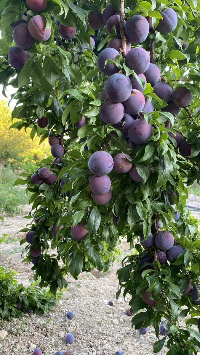 Do you know the fruit name ?