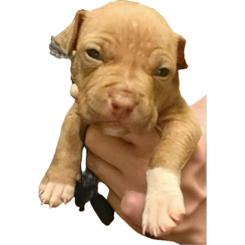 J.R. Tokin tweet media