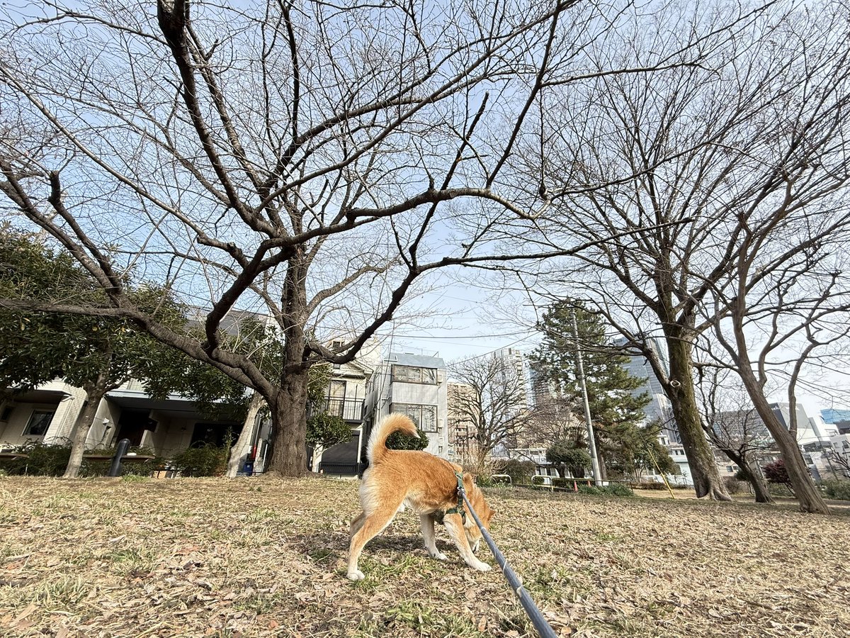 Chicken2Search's tweet image. きょうは一緒です
#柴犬