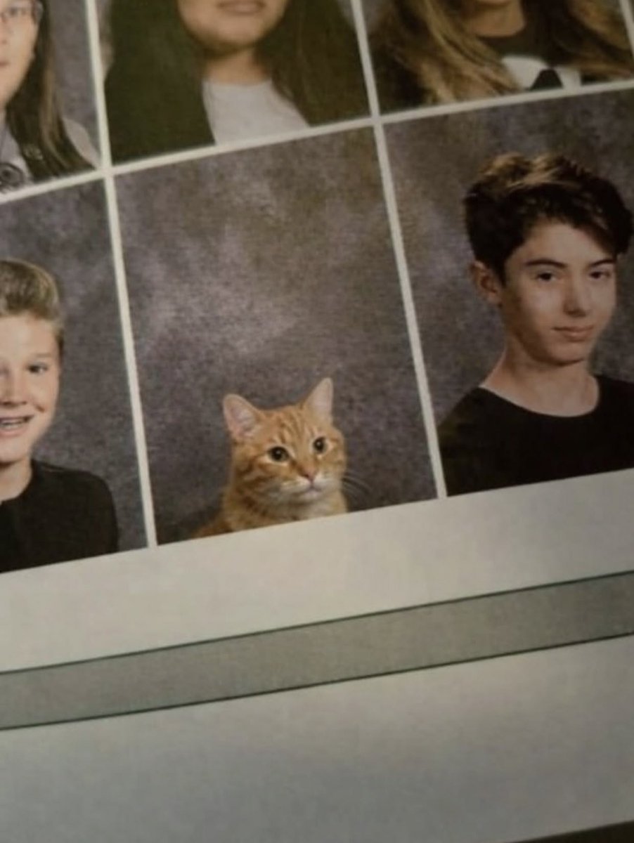 gatinarios's tweet image. 