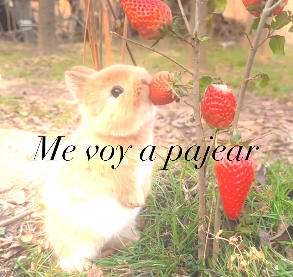 Buenas noches