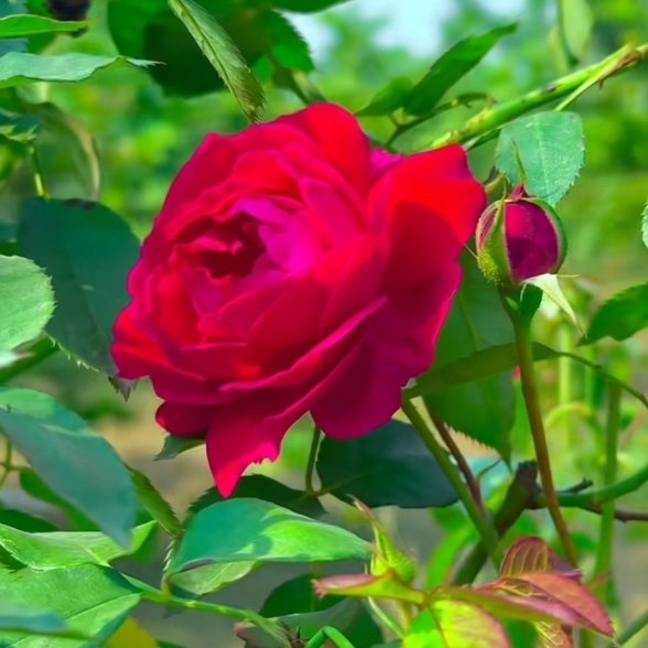 Sheldon Norton (@sheldonnorton) on Twitter photo 