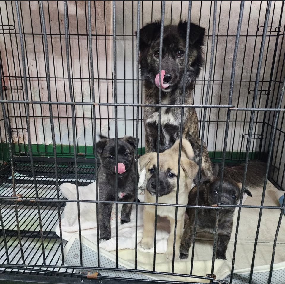 RAD_univ's tweet image. 호피 네 가족

엄마의 착한 성품을 닮아서인지 아이들까지 하나같이 순한 가족 입니다.

잠깐의 손길에도 마음을 내어주고, 과하지 않게 다가와 조용히 곁을 내주는 착한 가족. 이 가족에게 필요한 건 거창한 게 아니에요. 잠깐씩 지나치며 느끼는 손길이 아닌, 오래 머물 수 있는 따 뜻한 품.
호피…