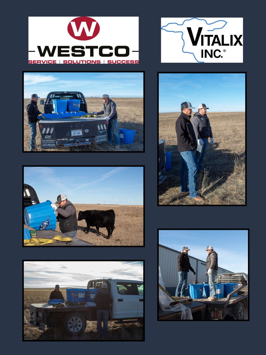 Keep cattle thriving, not just getting by!