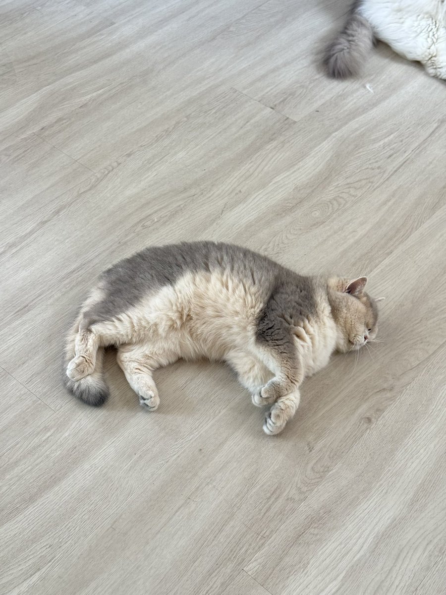 Bonusiie's tweet photo. ถึงสติไม่ดีแต่สีขนสวย https://t.co/nnFMKdFk17