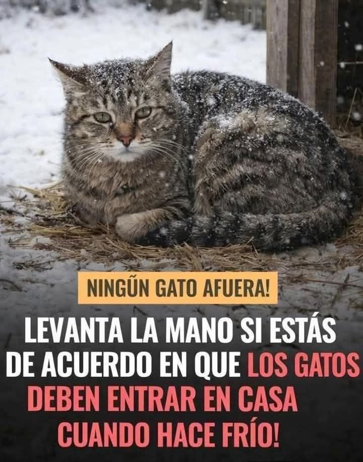 Los gatos y los demás animalitos.