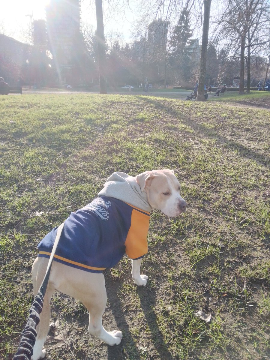 LebrockTony's tweet photo. 🌞🌄🐶🏞️🐾Joey's Taking It In With PittieLove¡!¡ 🐾💙🤎😍🤎
#petsarefamily #petfriends #pittielife #pittielovers #dogx
#parkvibes #dogsarelove #pitipiti #dogsandpeople #dogvibes #goodfriendsonly
#MadamRiley #joey #dogswin https://t.co/BaeNBYbVtO