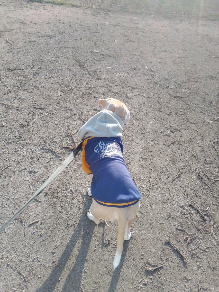LebrockTony's tweet photo. 🌞🌄🐶🏞️🐾Joey's Taking It In With PittieLove¡!¡ 🐾💙🤎😍🤎
#petsarefamily #petfriends #pittielife #pittielovers #dogx
#parkvibes #dogsarelove #pitipiti #dogsandpeople #dogvibes #goodfriendsonly
#MadamRiley #joey #dogswin https://t.co/BaeNBYbVtO
