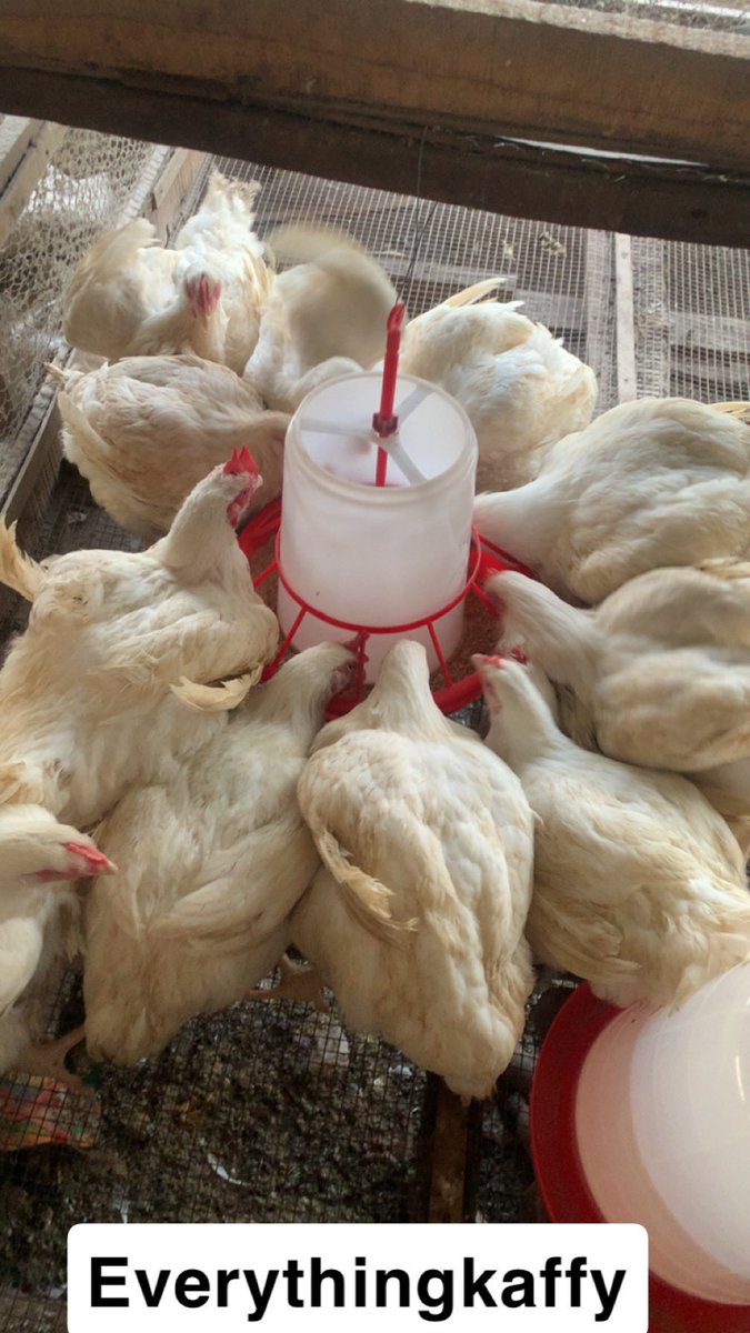 Kaffy 😍 Dried Catfish Plug 🐋🐋 tweet media