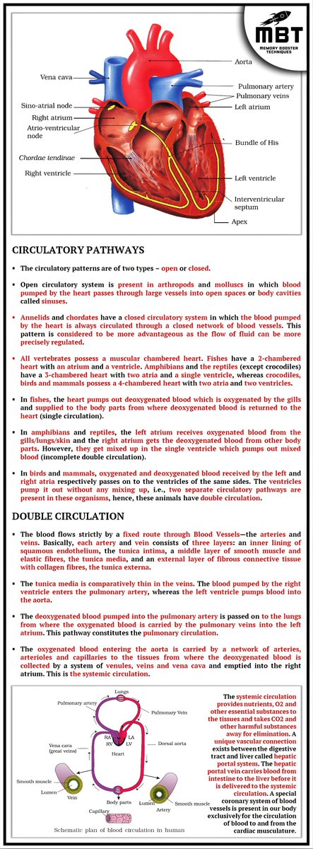 mbtscience's tweet photo. 𝐁𝐈𝐎𝐋𝐎𝐆𝐘

CIRCULATORY PATHWAYS &amp; DOUBLE CIRCULATION

𝐅𝐨𝐥𝐥𝐨𝐰: @mbtscience
𝐓𝐞𝐥𝐞𝐠𝐫𝐚𝐦: https://t.co/TiYSK7cZNq https://t.co/xhFpnfta7Y