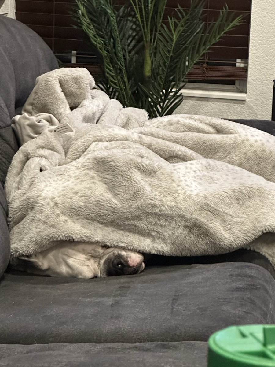 Splattercat tweet media