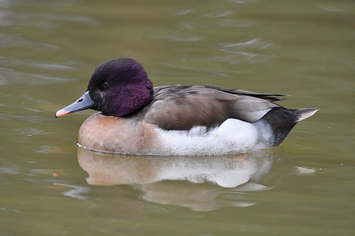 Neale Smith tweet media