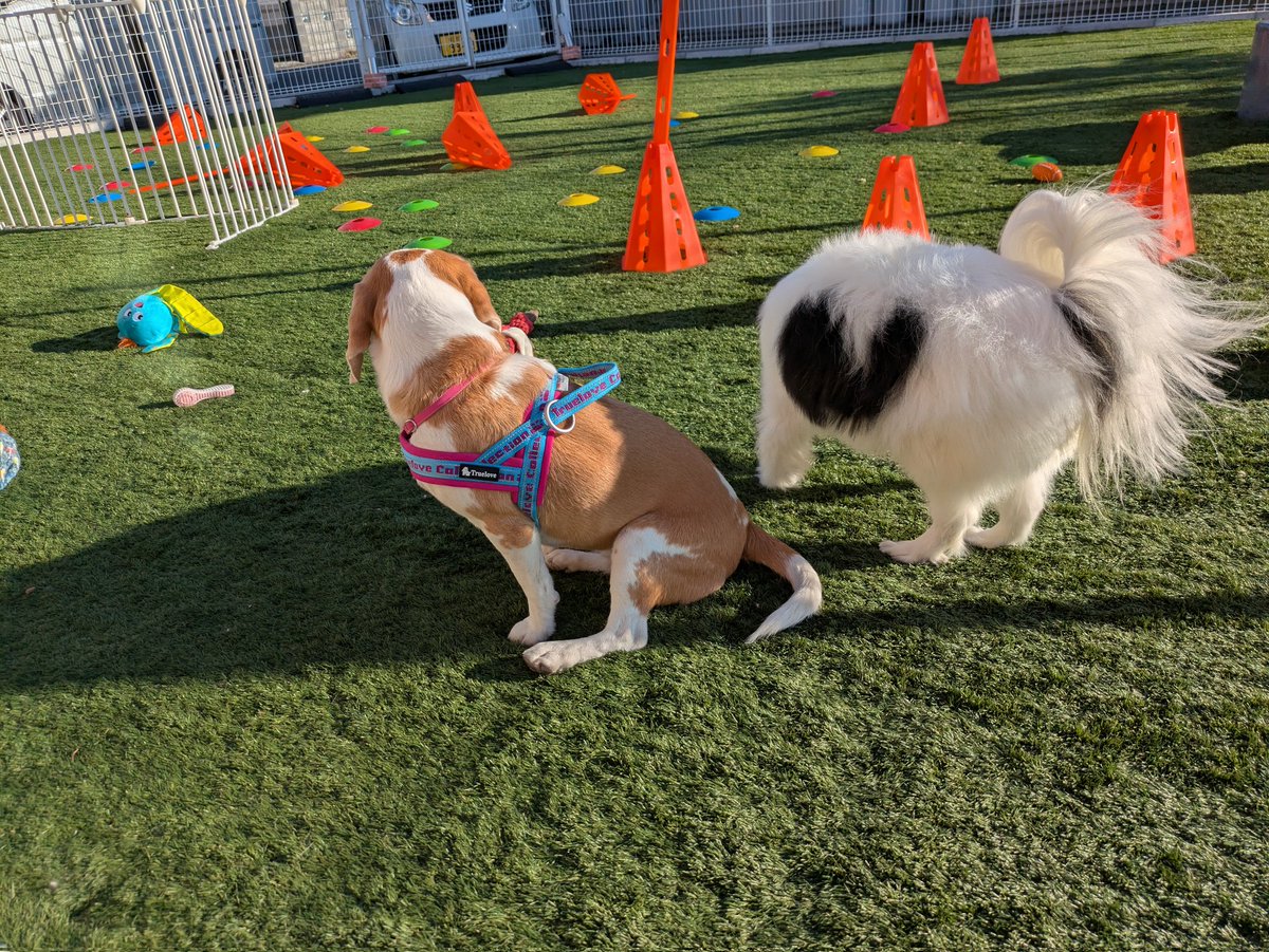 DogsalonPIS's tweet photo. https://t.co/lMHMQwjRNM