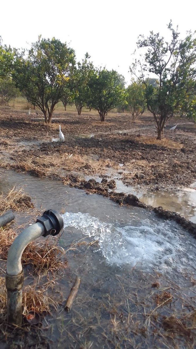 SAJJABICOLLIN2's tweet photo. feeding roots, securing the harvest. 🌳💧 https://t.co/nOCFGU6sZm